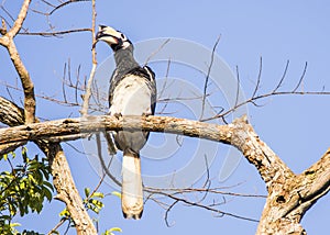 Kinabatangan river, Sabah, Borneo- JANUAR 2019: Oriental Pied Hornbill, Anthracoceros albirostris, Borneo