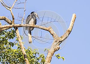 Kinabatangan river, Sabah, Borneo- JANUAR 2019: Oriental Pied Hornbill, Anthracoceros albirostris, Borneo