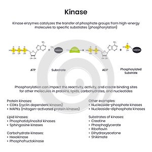 Kinase Phosphorylation scientific educational vector illustration