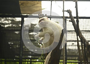 a kind of albino white monkey