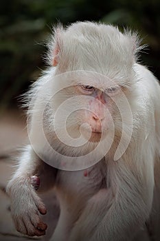 Albino white macaque