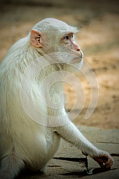 albino white monkey