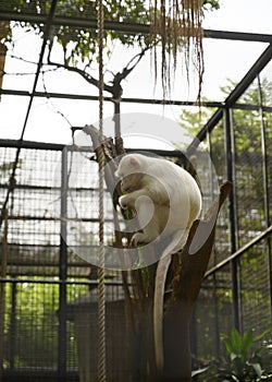 a kind of albino white monkey