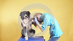 Kind blond vet treating the paw of border collie