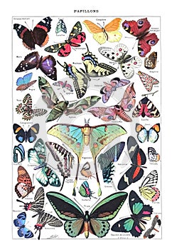 Kind of Butterflies illustration