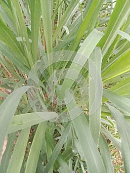 a kind of green grass plant in a park