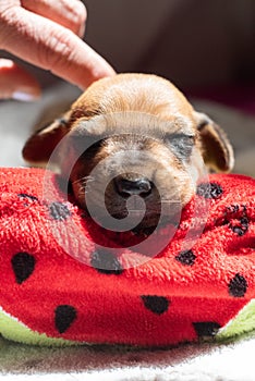 Kind human hand is petting a cute Rhodesian Ridgeback whelp over its head