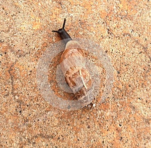 Kind of a long snail