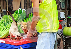 Kind male owner feeding cute hungry cats pet food at street food fruit market. Animal Care, Adoption, Pet Health, Cat Love,