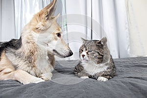 Kind mongrel dog looking at aged cat resting on sofa