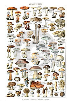 Kind of mushrooms illustration