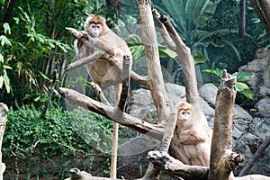 Javan lutungs on a tree