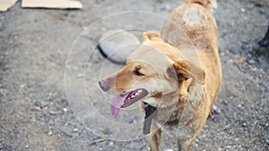 Kind red-haired stray dog. Cur at the shelter.