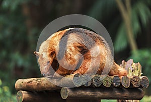 A Southern Tamandua in Zoo of Sao Paulo, Brazil photo