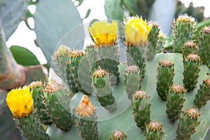 kind of thorny green cactus
