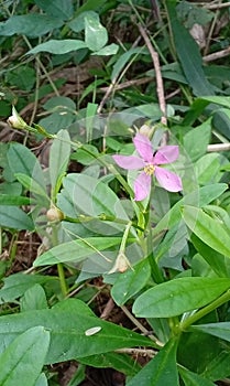 A kind of wild Spinach flower is bloomed nicely photo