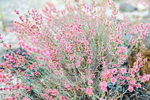 A kind of wild succulent plant with small pink flowers growth on the Karakoram highway roadside.