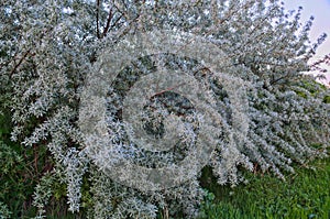 Kind of willow tree close up, spring