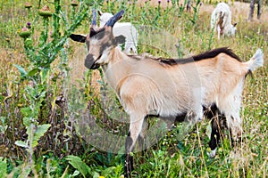 Kinder goat pasture. photo