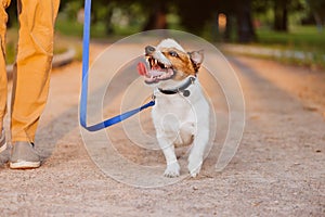 Kindly dog on leash looking at owner walking at park