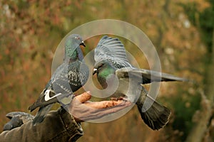 Amable alimentación palomas 