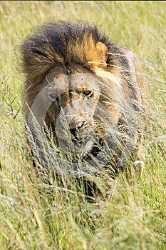 King of Africa. Male lion.