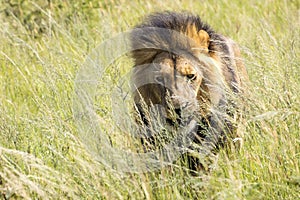 King of Africa. Male lion.