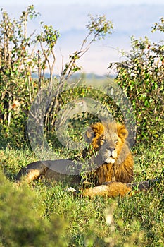 King of Africa. Portrait of lion. Kenya.