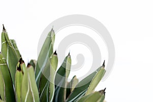 King agave plant with blank space for text. Nature texture background