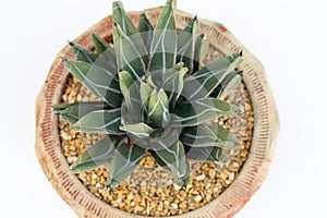 King agave potted plant top view