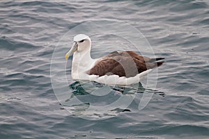 King Albatross