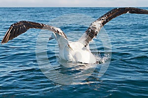 King Albatross taking off