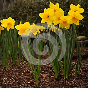 King Alfred Daffodils with mulched soil and garden figurine