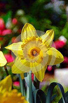 King Alfred Trumpet Narcissus Daffodil