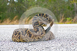 the king of all rattlesnake in the world, Eastern Diamondback rattler - Crotalus Adamanteus - in strike pose facing camera. 9