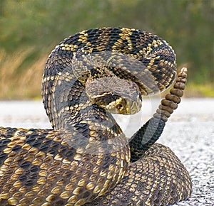 the king of all rattlesnake in the world, Eastern Diamondback rattler - Crotalus Adamanteus - in strike pose facing camera cropped