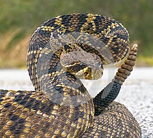 the king of all rattlesnake in the world, Eastern Diamondback rattler - Crotalus Adamanteus - in strike pose facing camera cropped