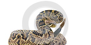 the king of all rattlesnake in the world, Eastern Diamondback rattler - Crotalus Adamanteus - in strike pose facing camera.