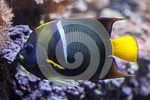 King angelfish (Holacanthus passer).