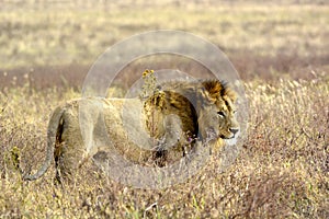 King of animals, lion in his natural environment