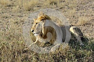 King of animals, lion in his natural environment