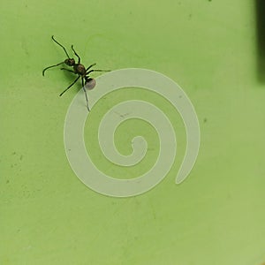 King ant on wall