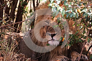 King of beasts on guard. Lion portrait.