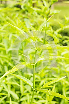 King of Bitter Herb - Andrographis paniculata