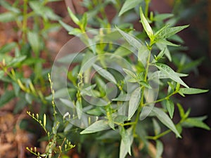 King of bitters The scientific name Andrographis paniculata Burm, Wall. Ex Nees, Fah Talai, Thai herbs relieve sore throat, reduce