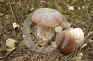 King bolete