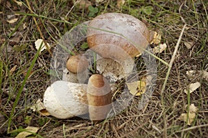 King bolete