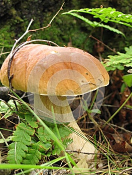 King bolete