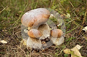 King bolete photo