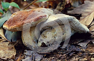 King Bolete Mushrooms